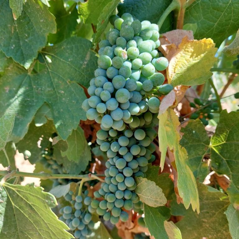 arenas del alon portada 1