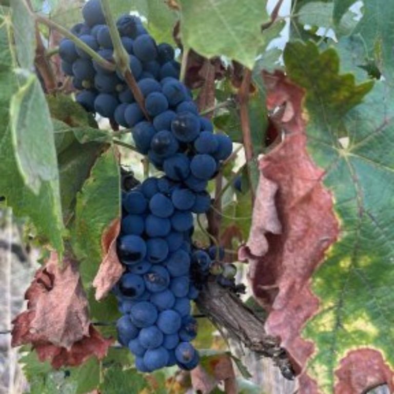 arenas del alon portada 3